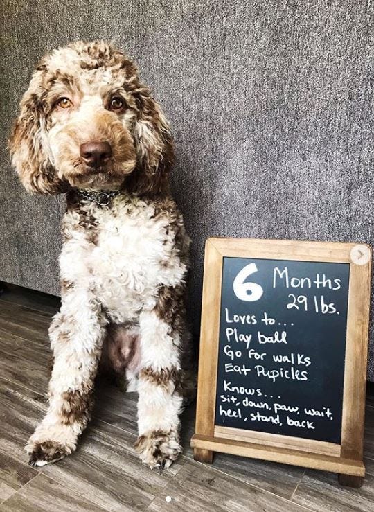 Labradoodle Training Guide — How to Train a Labradoodle in Easy Steps by all doodle Medium