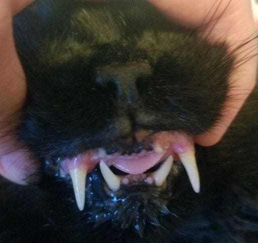 Rodent Ulcer In Cats Aka Omg Why Does Your Cats Mouth Look Like That