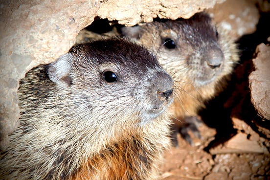 Fun Facts About Groundhogs. The groundhog is a rodent of the family