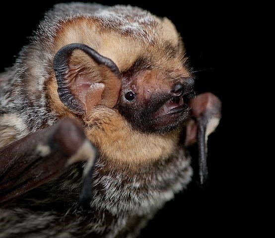 What Happens To Bats In The Pacific Northwest Winter By U S Fish And Wildlife Service Medium