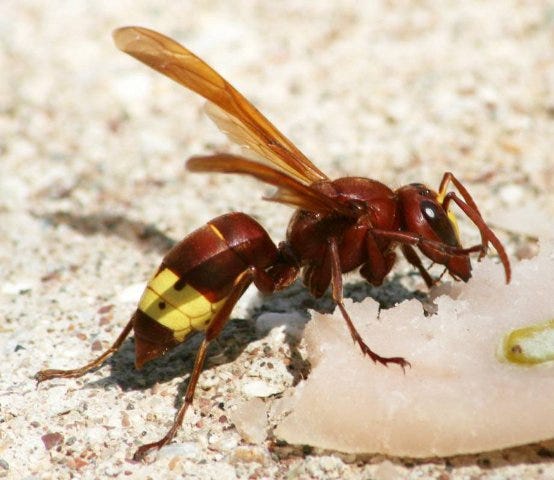 How Fear Made Me Kill The Wasp Harman Singh Medium