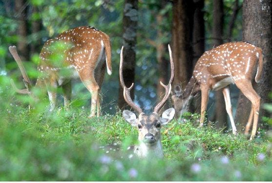 Featured image of post Wildlife Sanctuaries In Kerala With Districts - It is spread over an area of 925 sq km across idukki, kottayam and pathanamthitta districts in kerala.