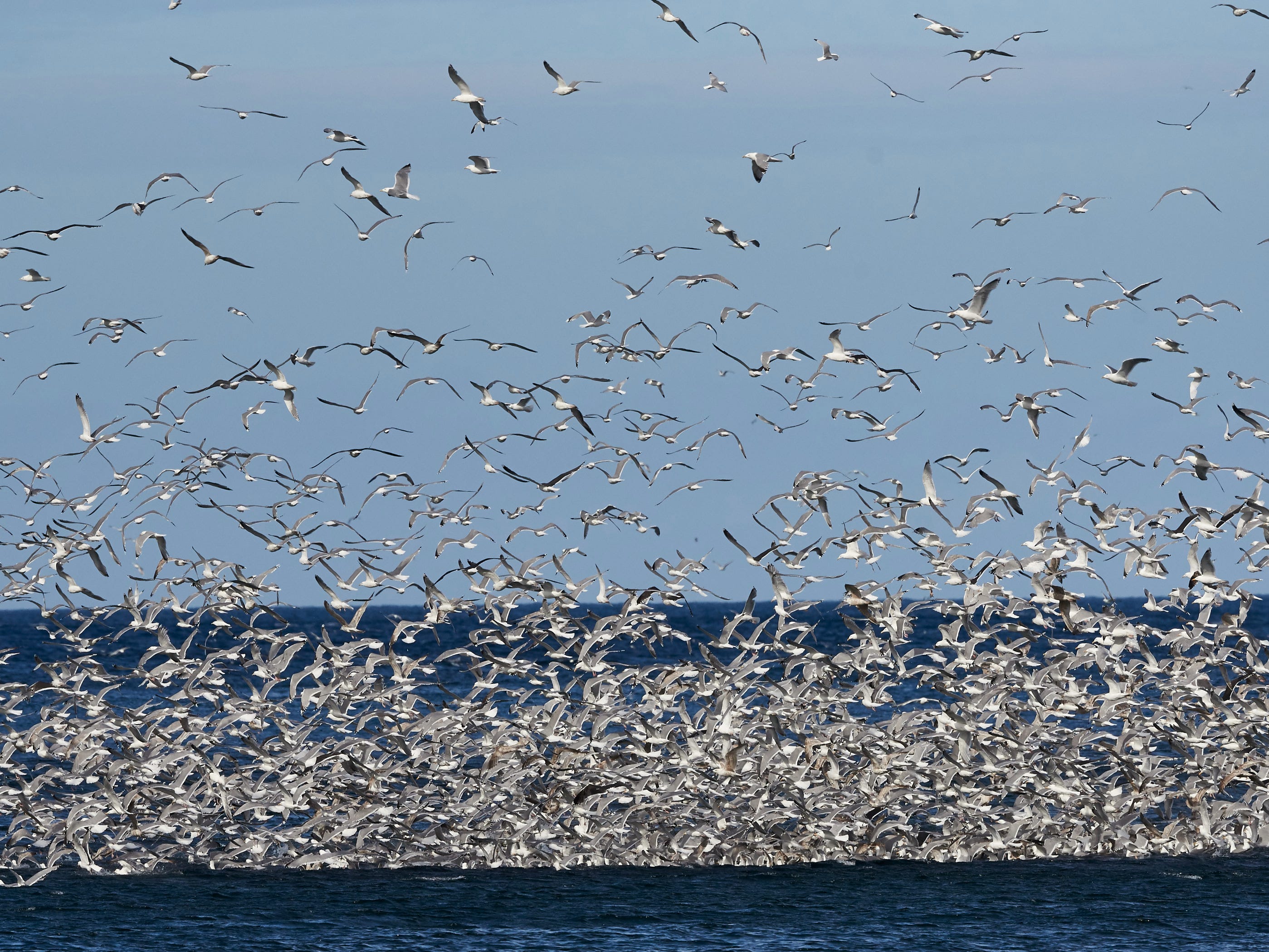 Uccello Che Si Tuffa In Mare Per Pescare