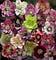 Hellebore-flowers-675x726