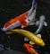 Jual Ikan Koi di Kendari