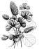 Comprar as flores ela mesma