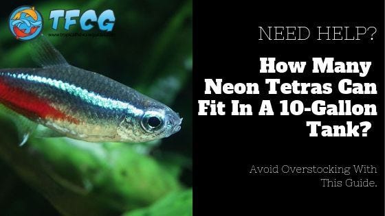 neon tetra 10 gallon tank