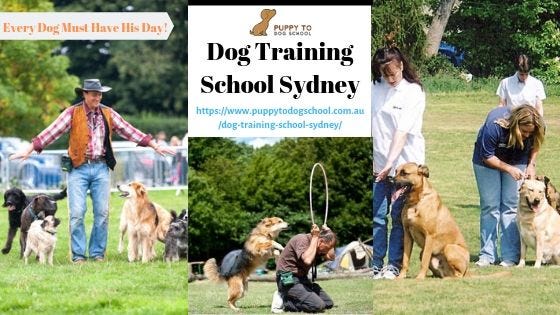 boarding puppy training