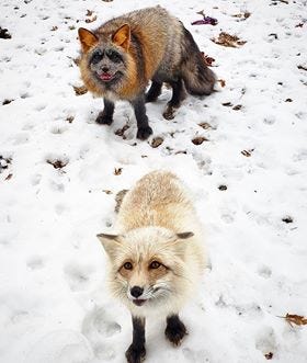 Fgteev Farm Fox Attack