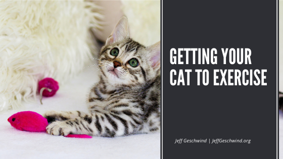 Getting Your Cat To Exercise. As Any Cat Owner Can Attest To, Getting 