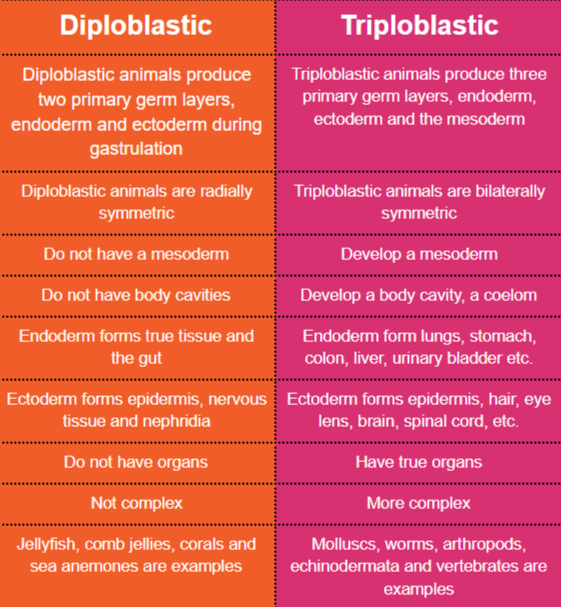 Answer for What is difference between Triploblastic and Diploblastic