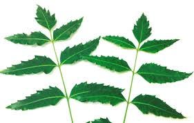 neem leaves for diabetes