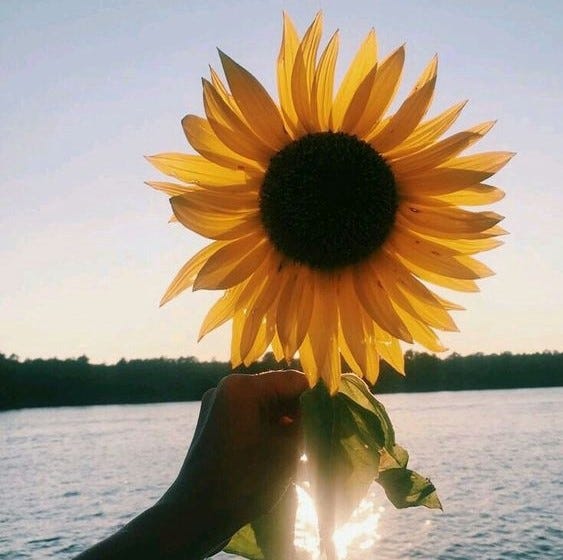 Girassol Veja Bem Meu Amor Estou Aqui Pedindo By Sirena M Revista Subjetiva Medium