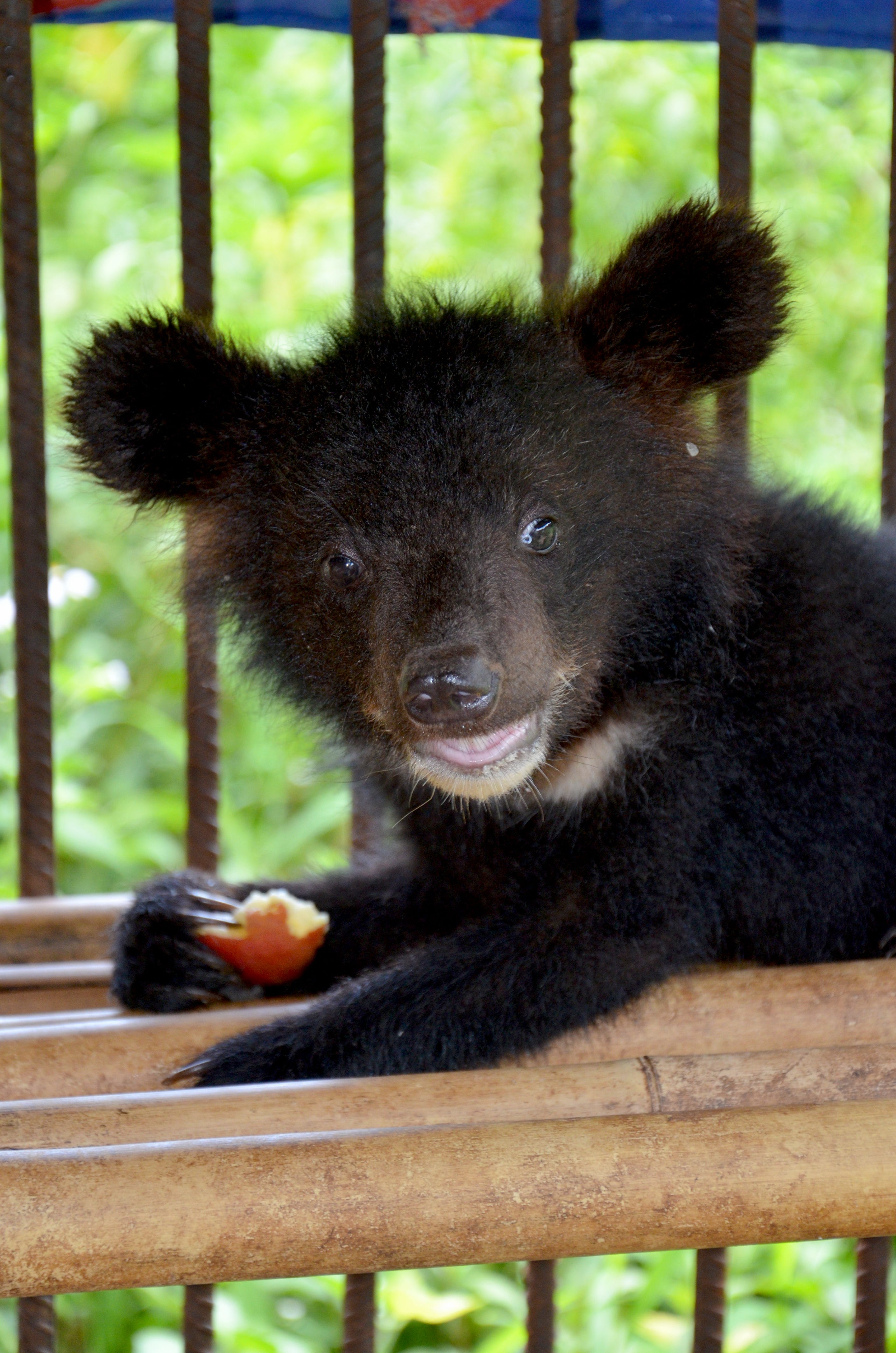 Five Moon Bear Cubs Rescued In One Day By Summer Anne Burton Tenderly