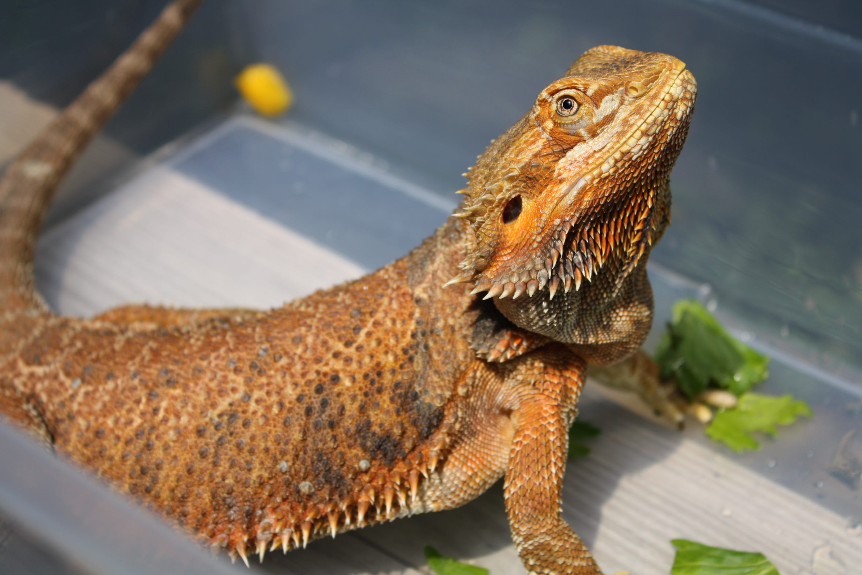 The 5 Best Beginner Reptiles. So you want a pet reptile, but you’re