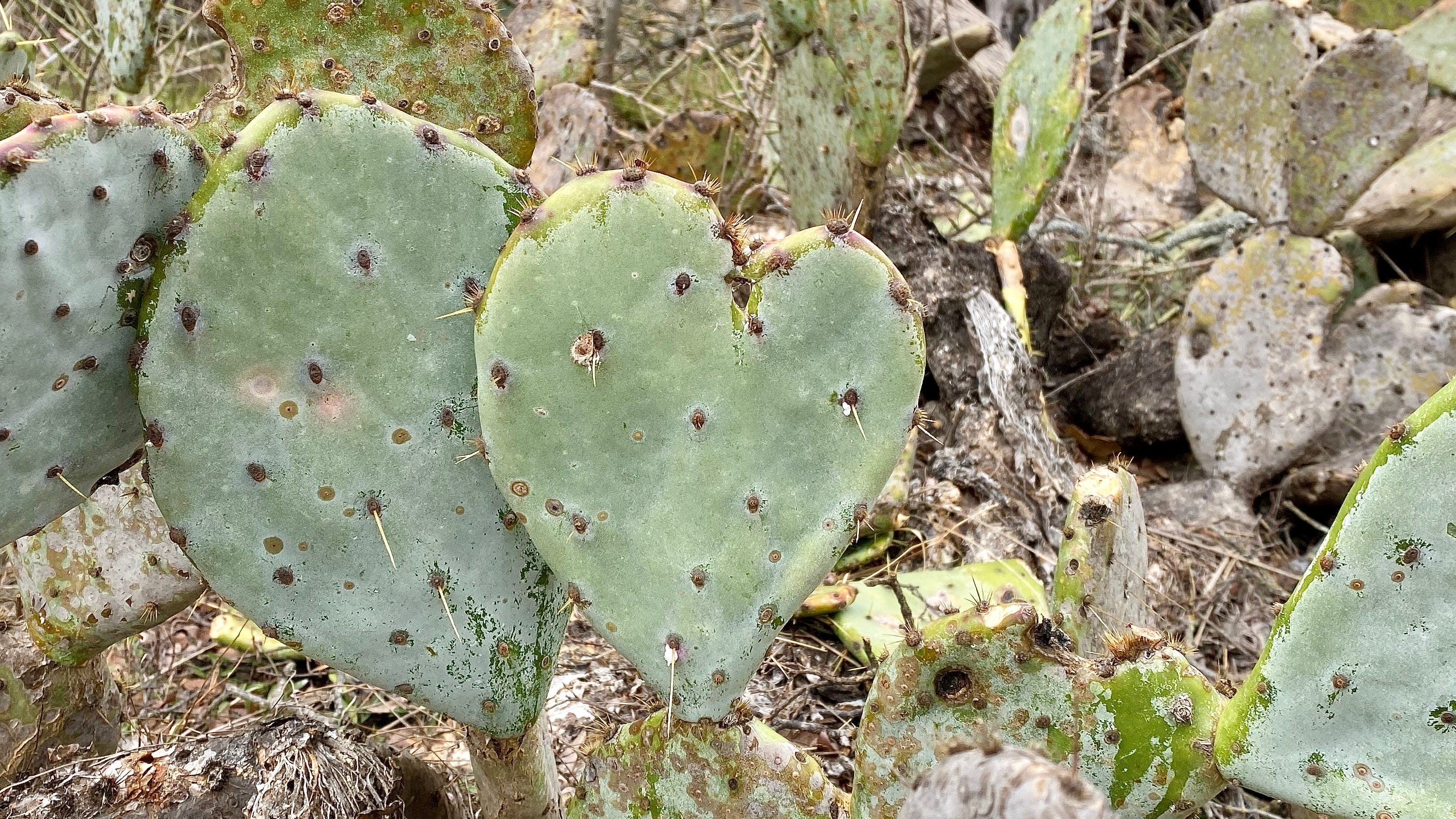 Finding A Heart In The Spikes How A Granite Rock Taught Me That We By L C Lara The Bigger Picture Apr 2021 Medium