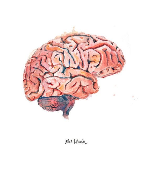 Ilustración del cerebro humano, por la artista Kaitlin Walsh. El cerebro se divide en dos cortezas, por lo que únicamente se puede concentrar en dos cosas al mismo tiempo. 