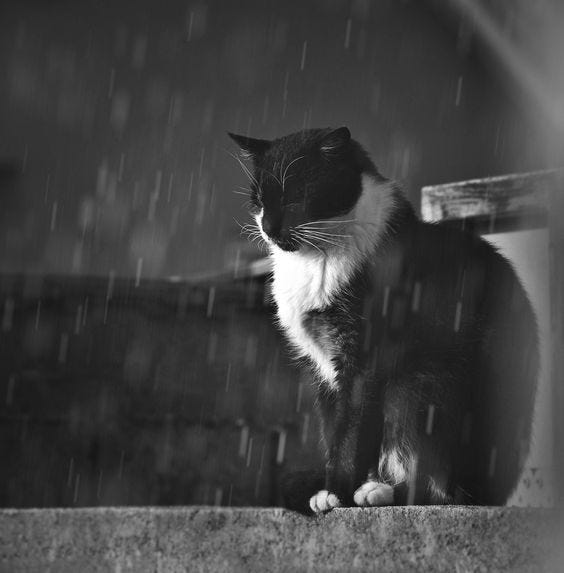 cat in the rain characterization
