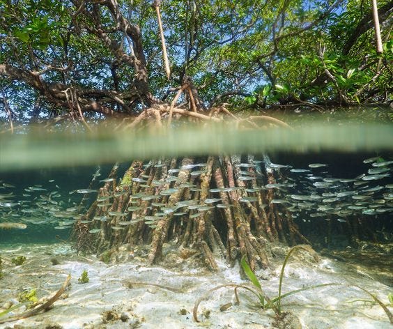 Unacknowledged Guardians: How Mangroves Prevent Flooding and Ecological  Destruction | by T A Y O | Bye Bye Plastic Bags | Medium