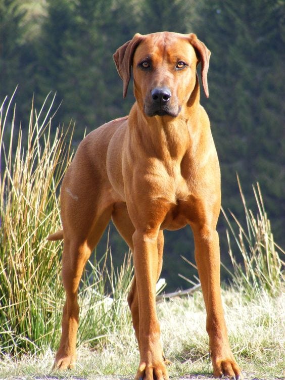 rhodesian ridgeback guard dog