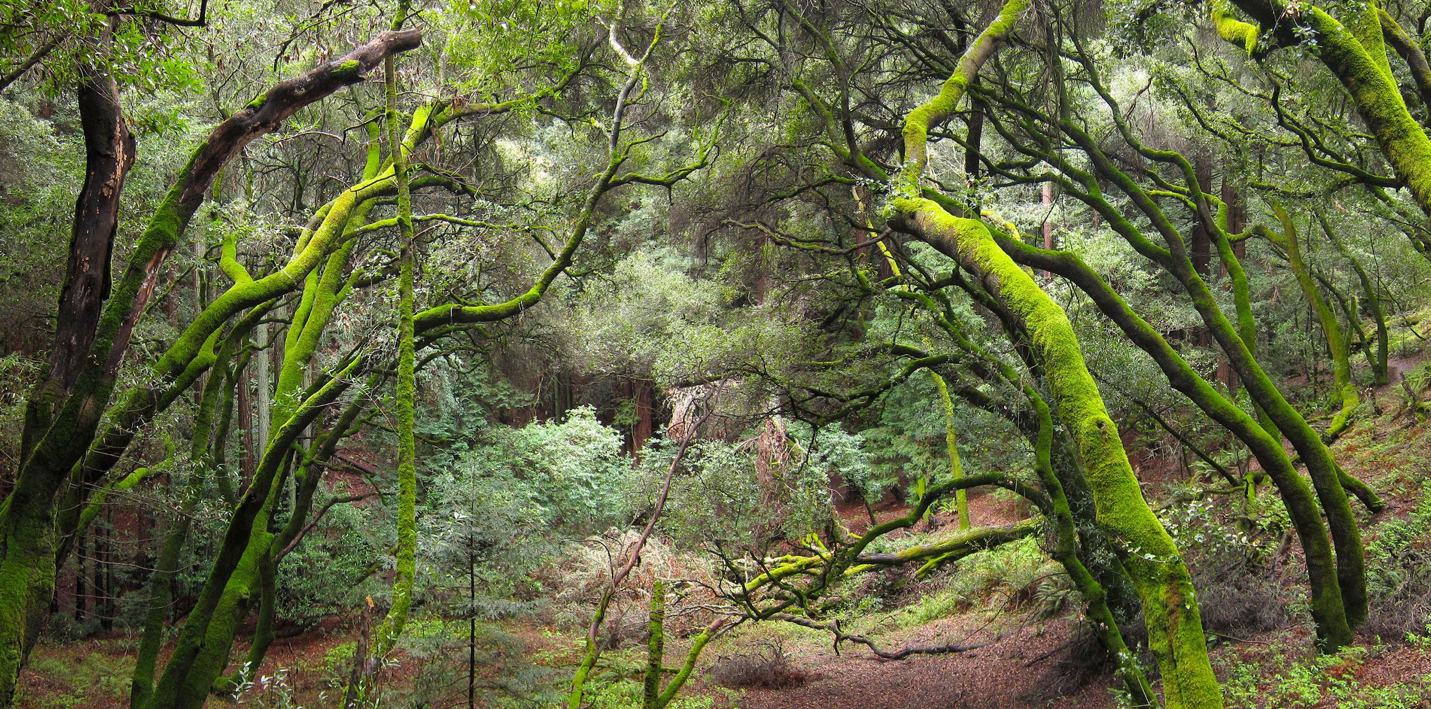 A Guide To The East Bay S Best Running Trails By Lexi Pandell The Bold Italic