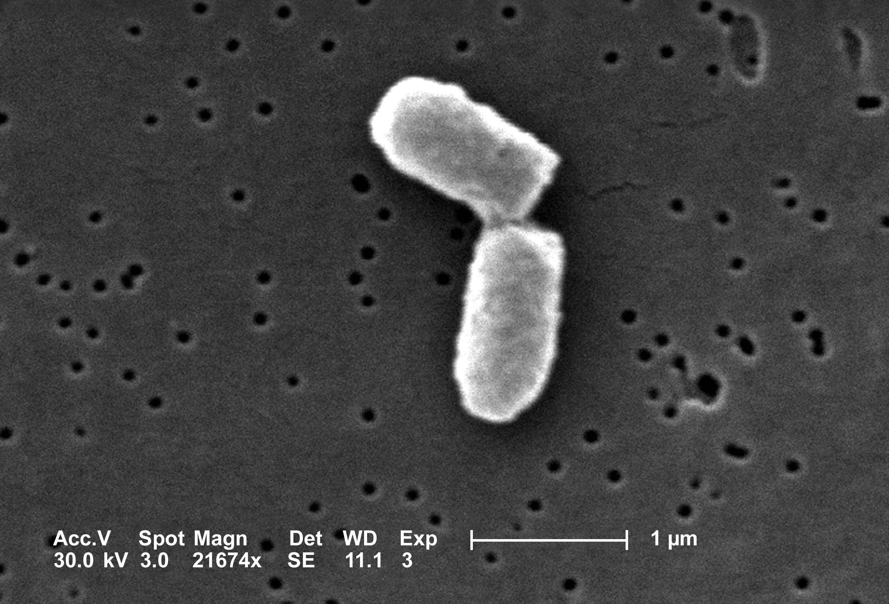 How Long Would It Take Bacteria To Eat The Earth By Niko Mccarty Medium