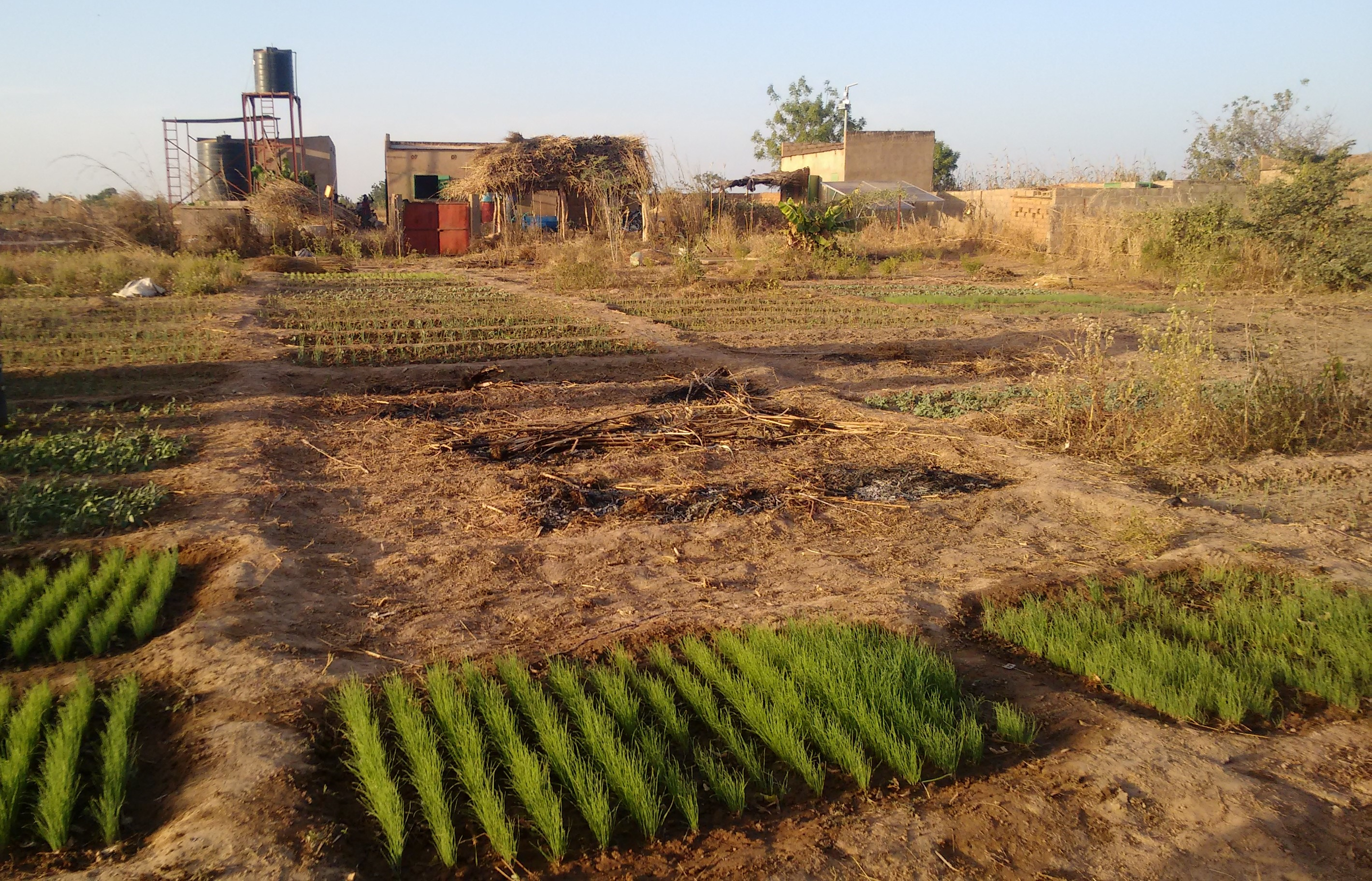 Agriculture Biologique Au Burkina Faso Convient Elle A Notre Niveau Social By Achille Sawadogo Medium Agriculture Biologique Au Burkina Faso Convient Elle A Notre Niveau Social By Achille Sawadogo Medium