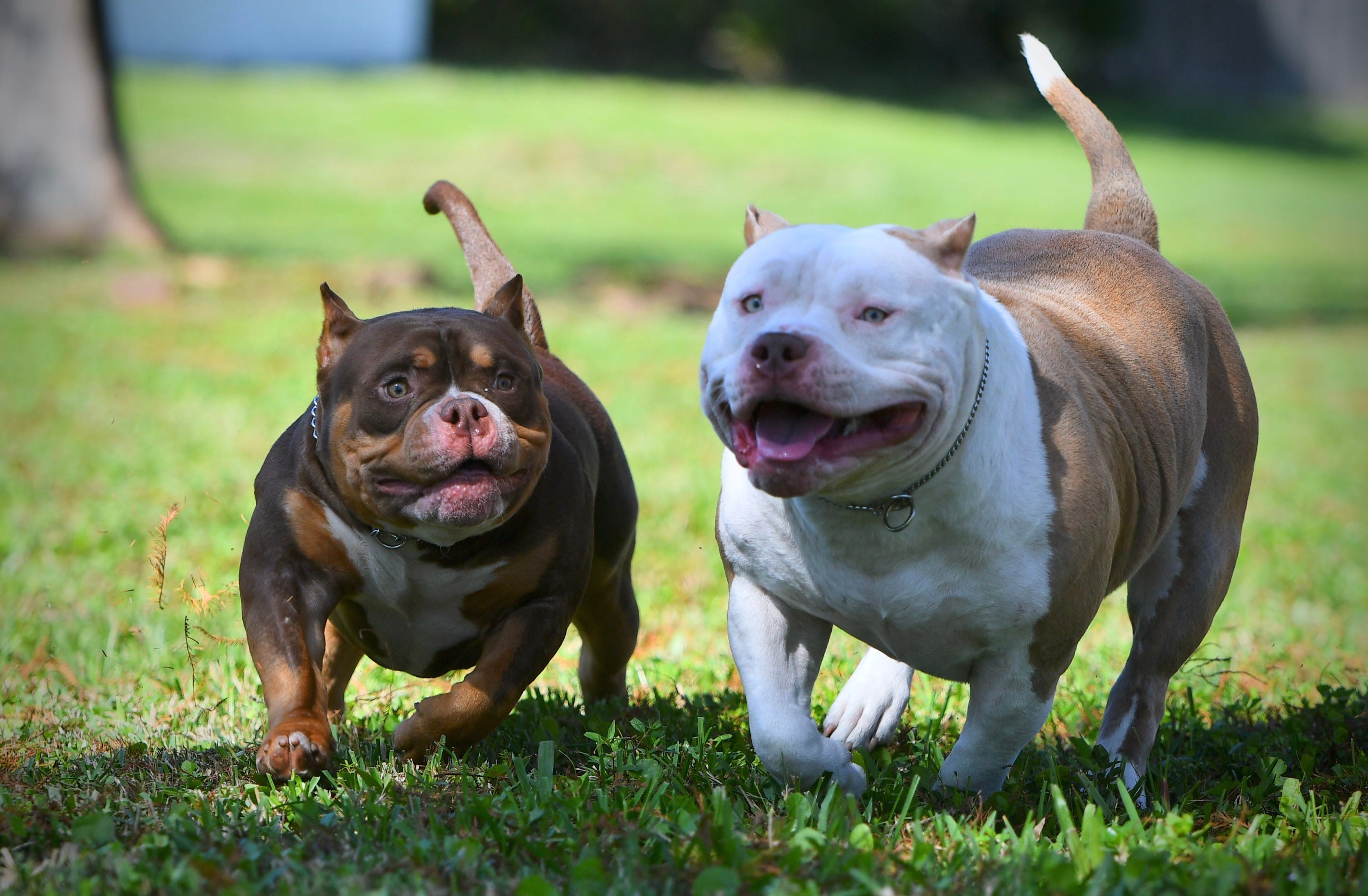 pocket bullies pocket bullies