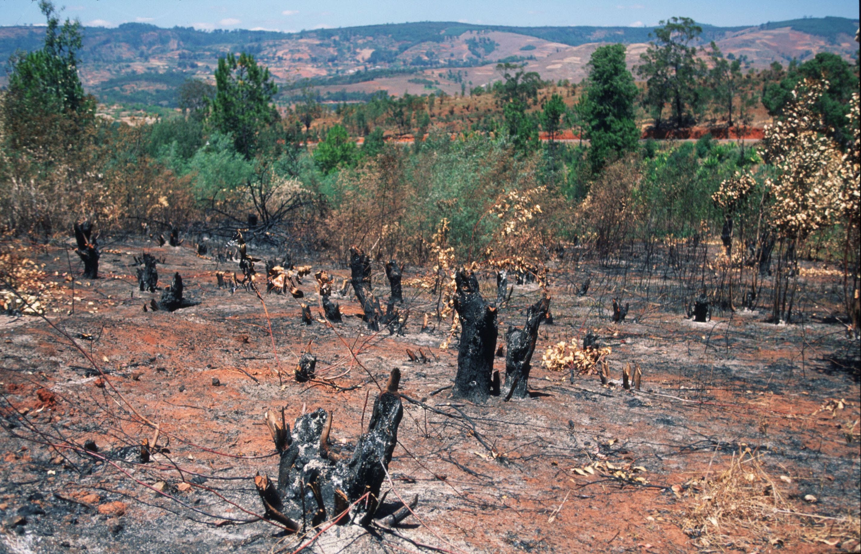 Deforestation and The Ways Designers Can Prevent Carbon Dioxide