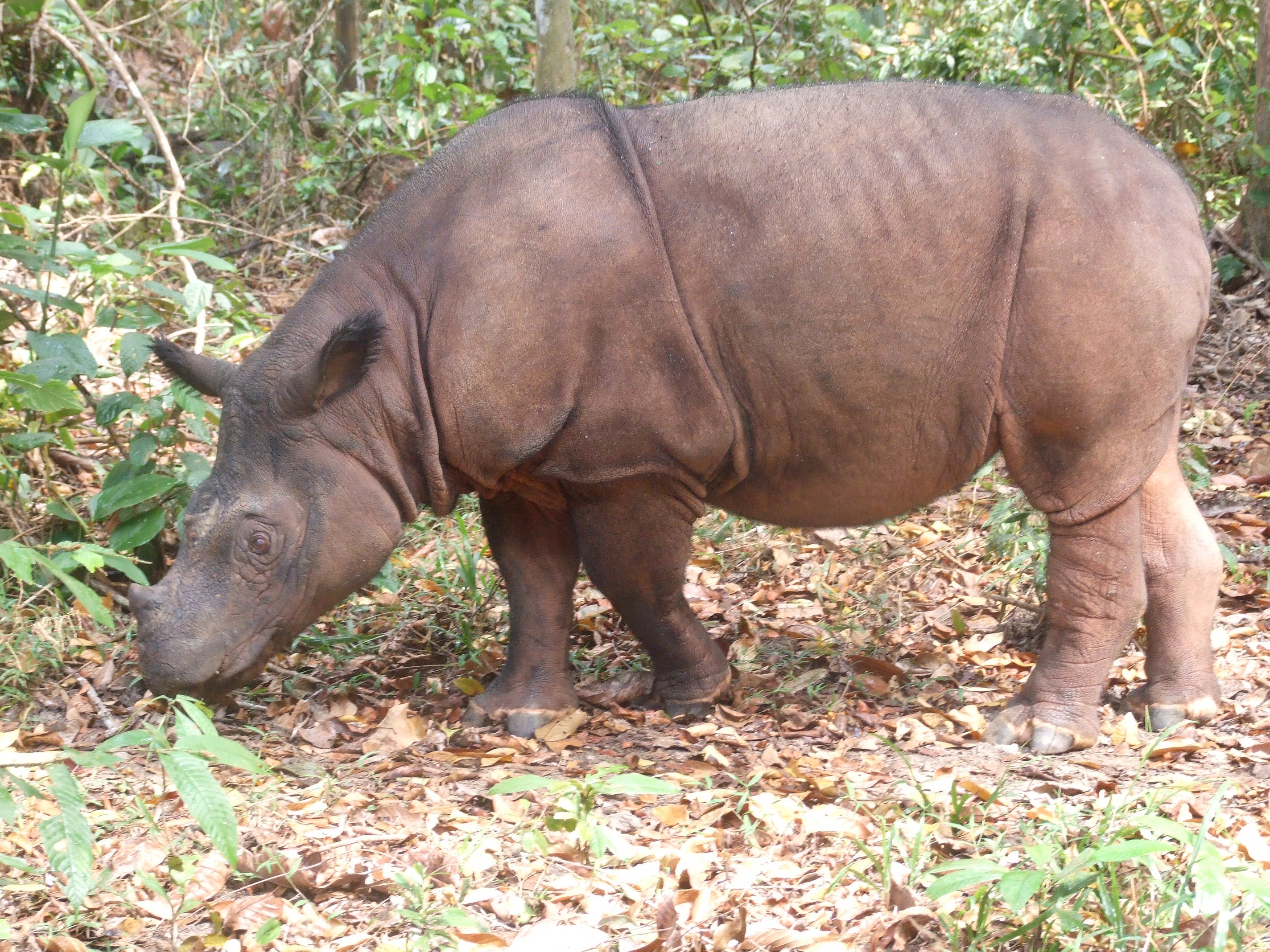 javan rhinoceros. javan rhinoceros.