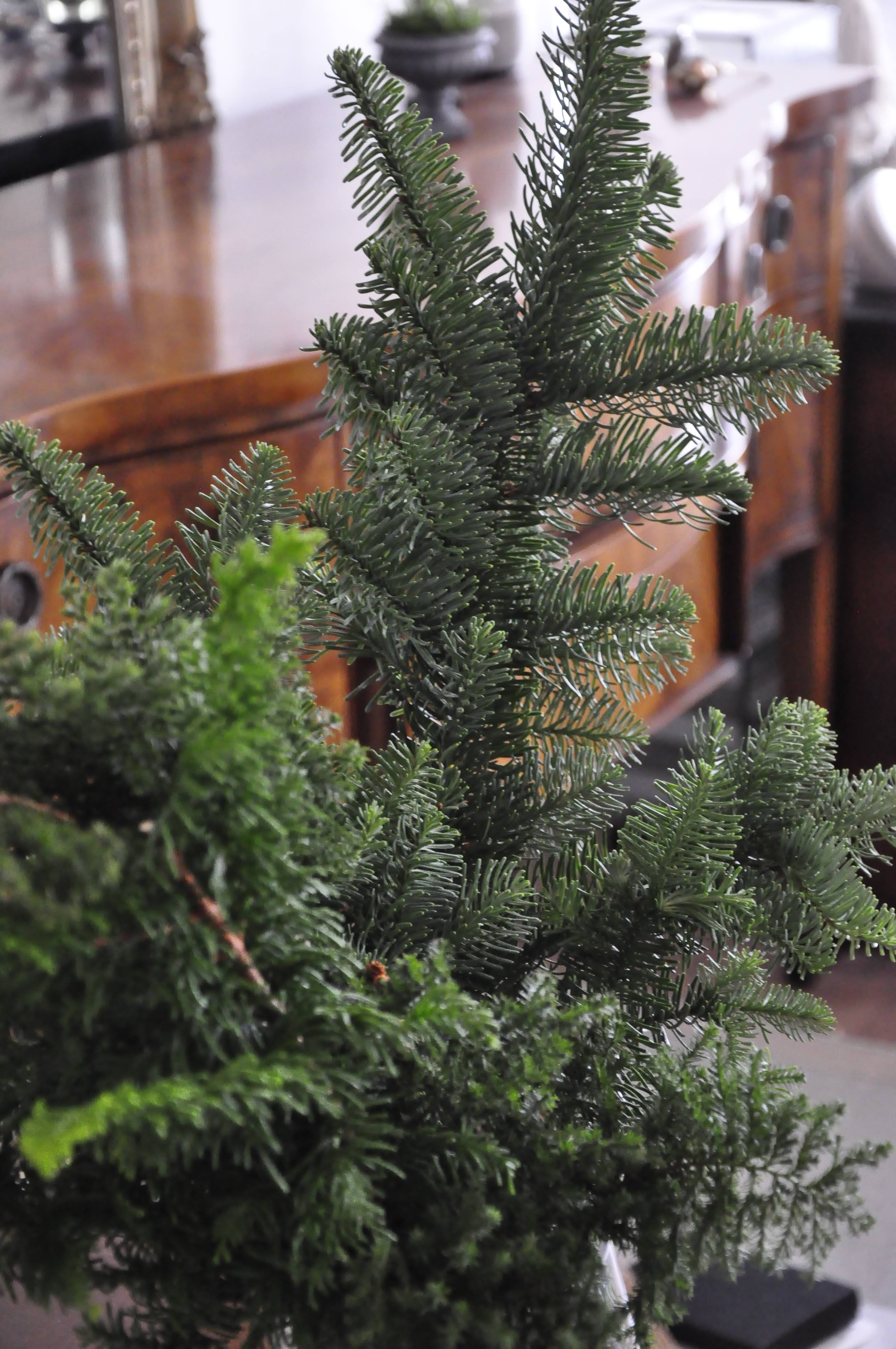 小さなクリスマスツリー オレゴンモミのチップがプリンと可愛らしく 毎年恒例のミニツリーを作りました By Maya M Flowers Medium