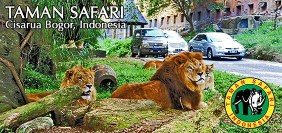 Villa Di Puncak Dekat Taman Safari Check Reviewnya Sekarang