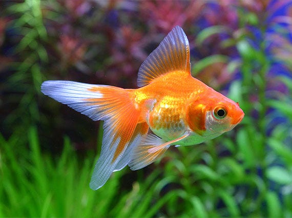 Baliklar Su Icer Mi Suyun Icinde Yasiyor Olmalari By Denizden Babam Ciksa Medium