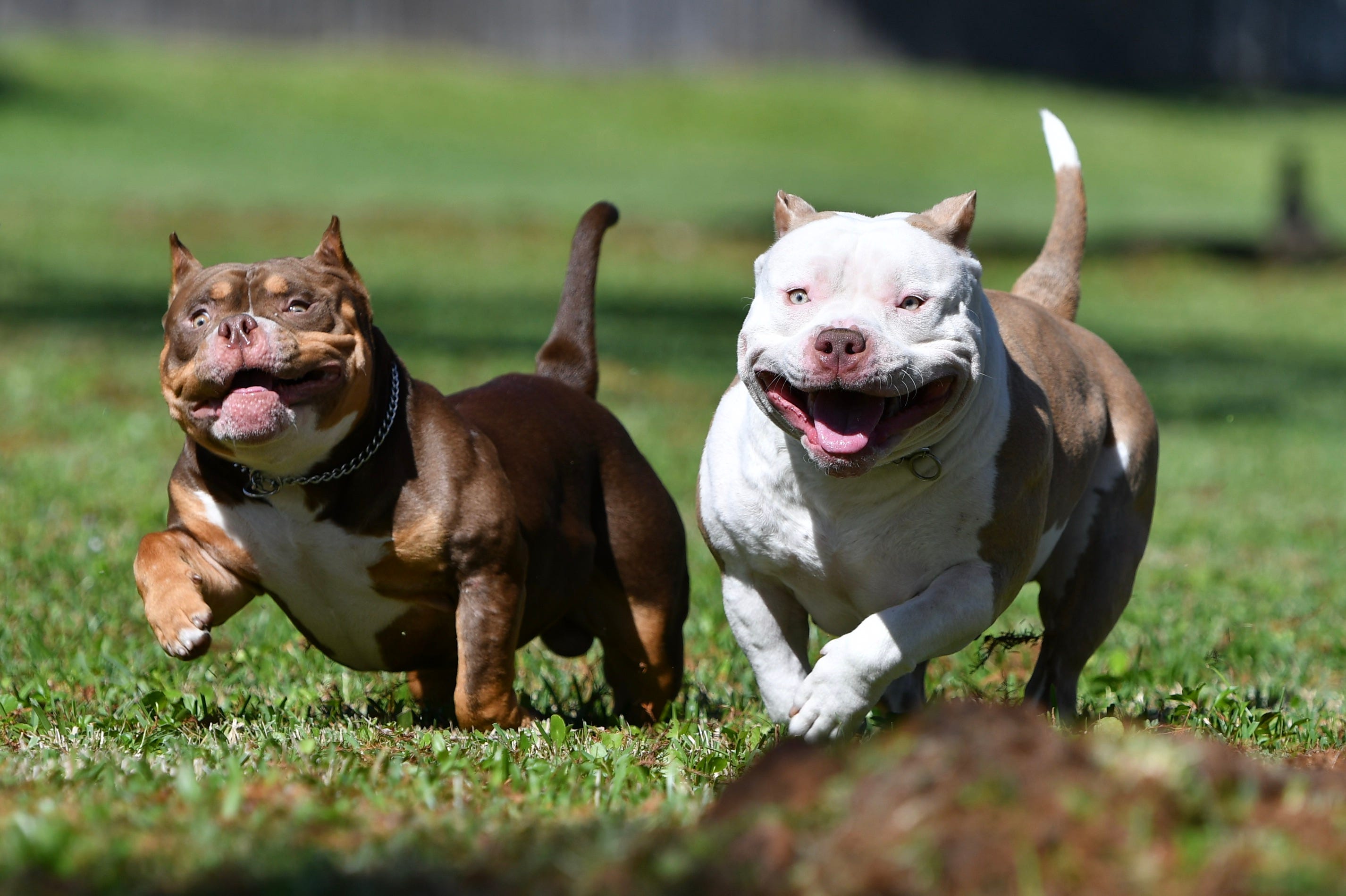 pocket bullies pocket bullies