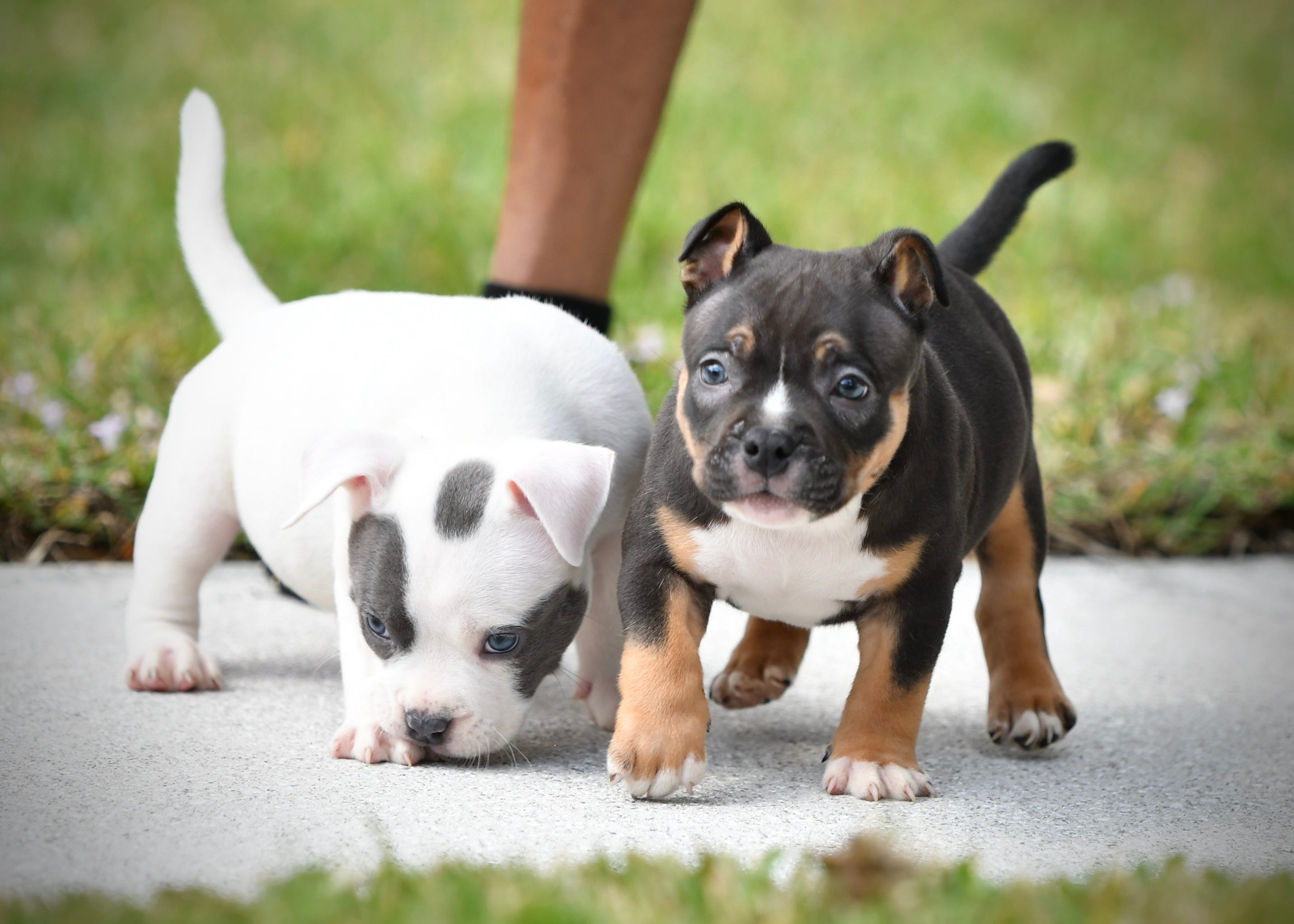 POCKET BULLY KENNEL VENOMLINE NEWS, AVAILABLE PUPPIES FOR SALE