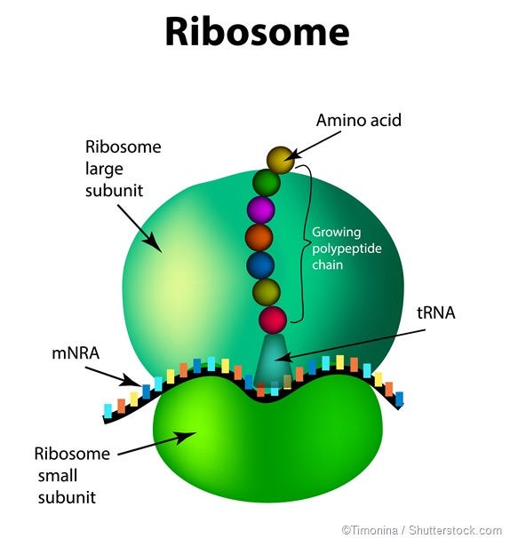 Ribosomes. Thousands of small, dense structures… | by Amelia ...
