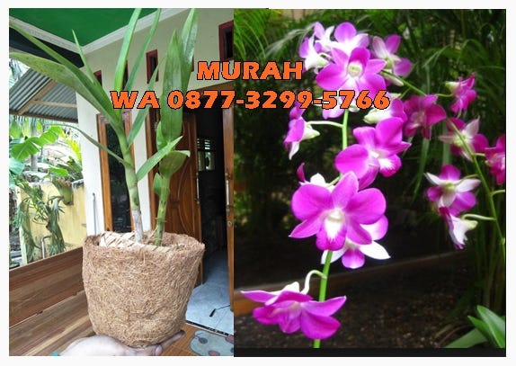 Sale Pot Anggrek Unik Hub 0877 3299 5766 Jual Pot Anggrek Ke Tulungagung By Pupuk Anggrek Medium