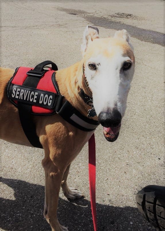 Do Service Dogs Have To Wear A Vest