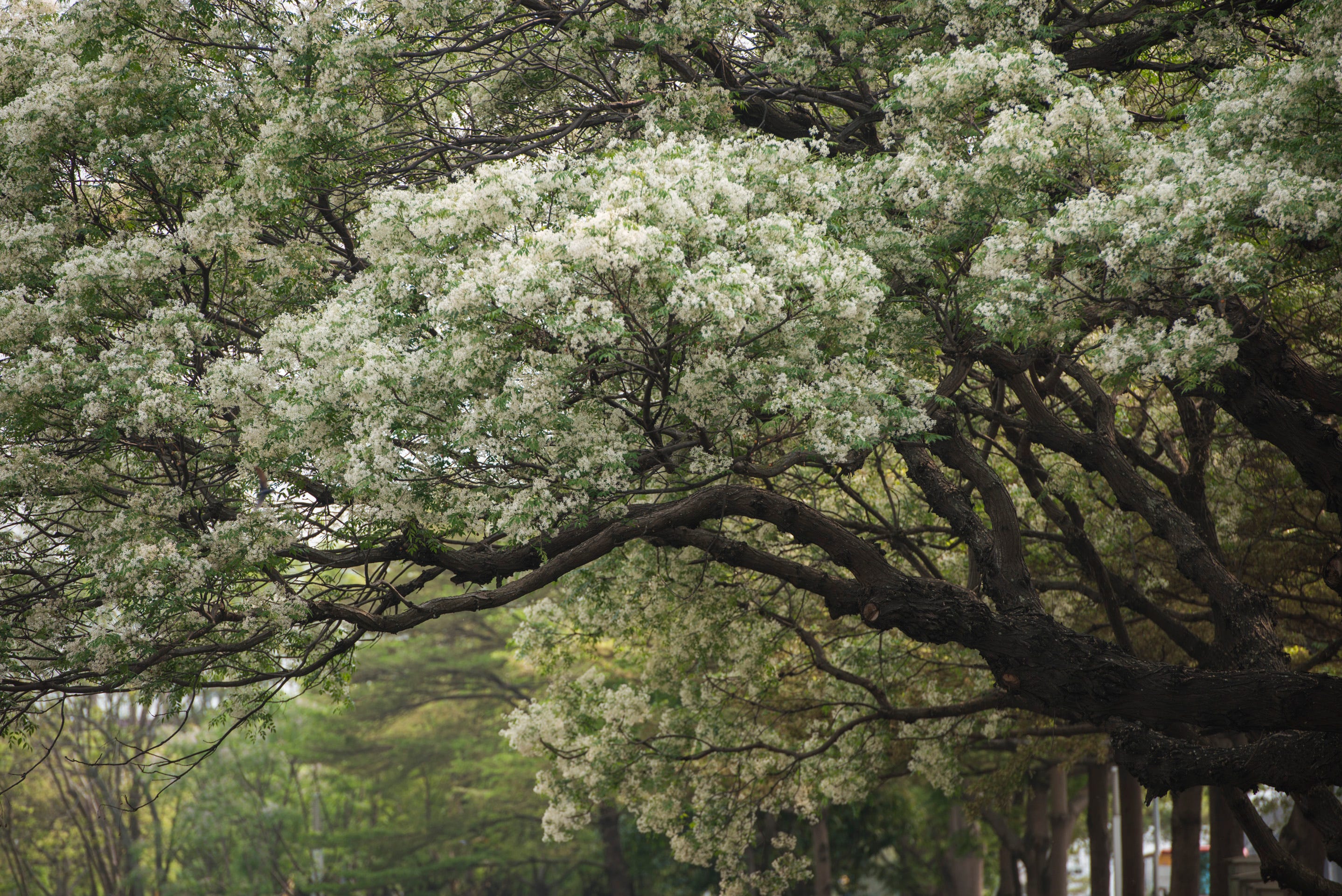 白花苦楝 抱歉 來晚了 很多事情必須當下把握 不然 還要再等一年 By 趙樹人 花開堪折 Enjoy The Moment Medium