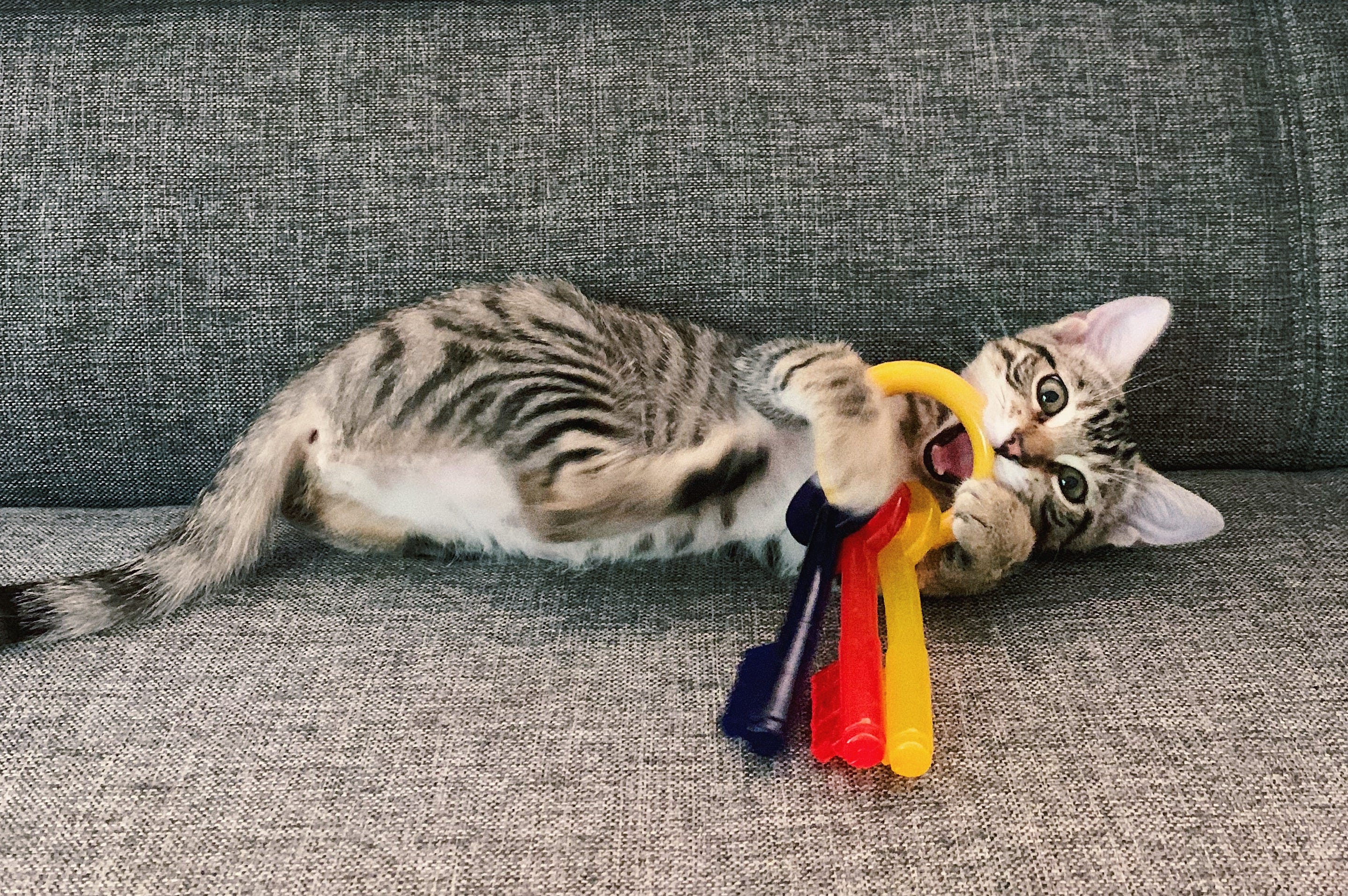 cats playing with toys