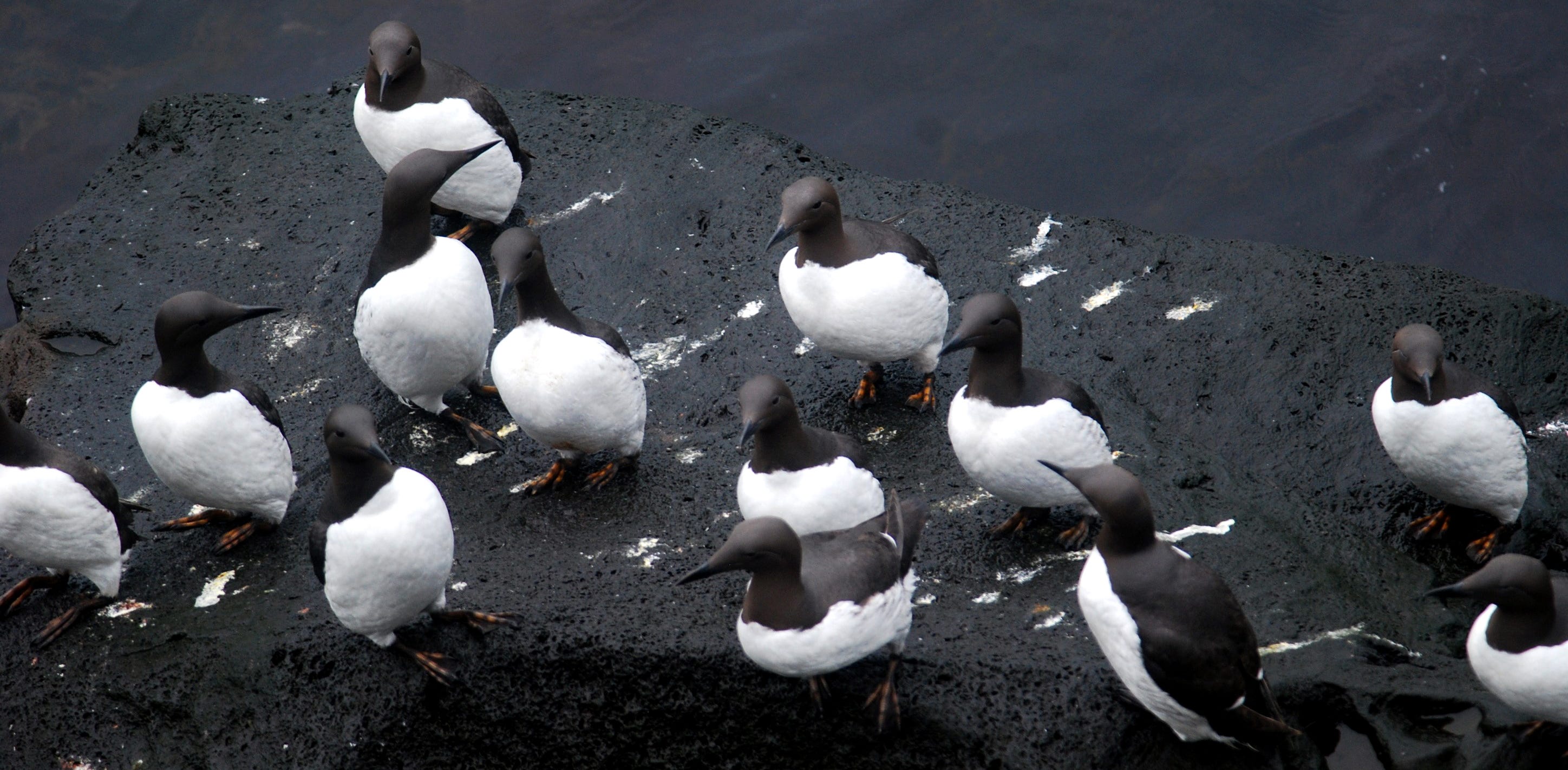common murres on rocks, Alaska