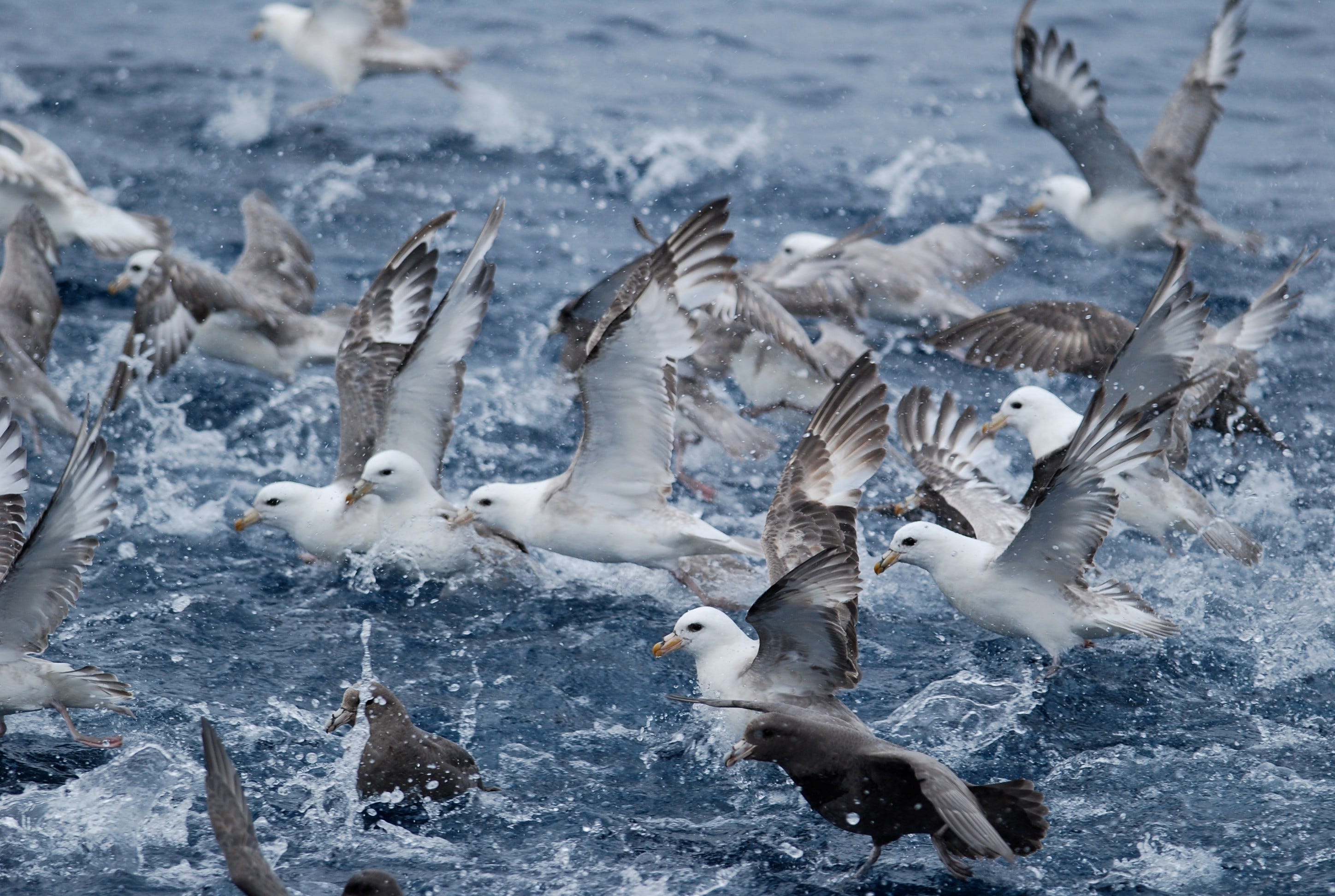 northern fulmar feeding frenzy