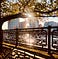 Sunshine streams through the branches overlooking a river.