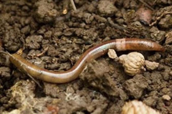 Invasive Jumping Worms Are Worming Their Way Through the U.S. | by