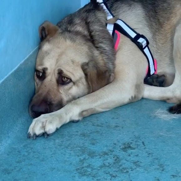 Dog Left in Shelter Hides in a Corner Until She Meets New Owner | News ...