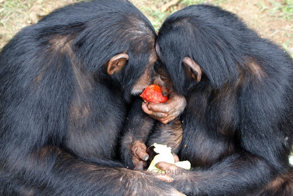 Hormones Associated With Various Non Human Primate Reproductive Behaviors What They Can Teach Us About Ourselves By Jo Jo Pope Hormones Behavior Medium