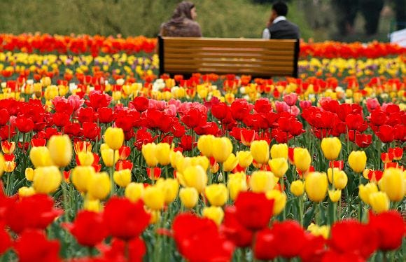Tulip Garden Kashmir With Tour Packages By The Holiday India Medium
