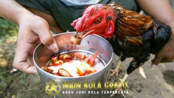 Tips Membuat Ayam Petarung Menjadi Ganas Di Arena Laga