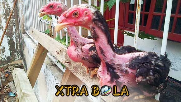 Cara Cepat Menumbuhkan Bulu Ayam Aduan Yang Rusak Dengan Mudah By Xtrabola Medium