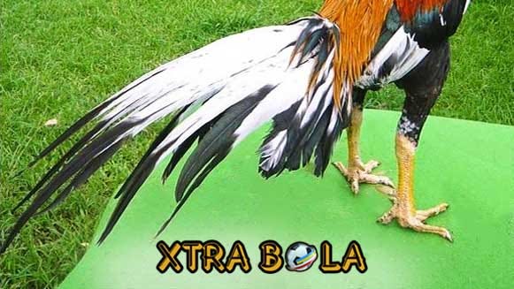 Ciri Ciri Ekor Lidi Ayam Bangkok Petarung Pukul Mati